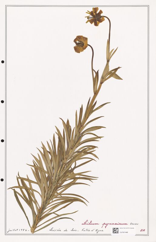 Lilium pyrenaicum  (Liliaceae)