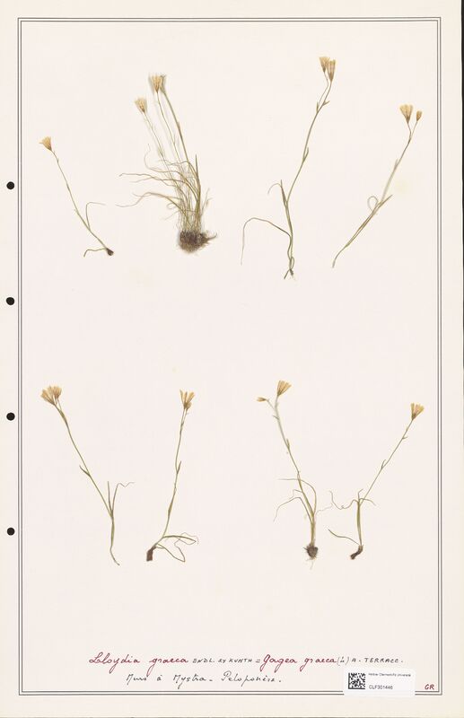 Lloydia graeca  (Liliaceae)