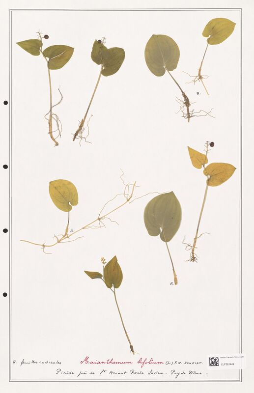 Maianthemum bifolium  (Liliaceae)