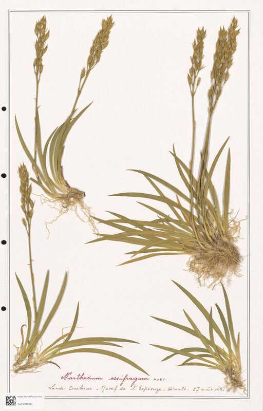 Narthecium ossifragum  (Liliaceae)