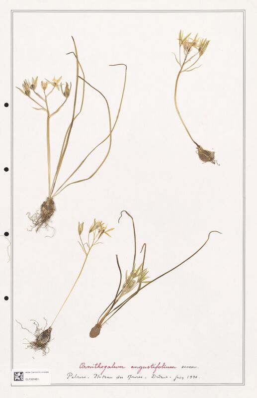 Ornithogalum augustifolium  (Liliaceae)