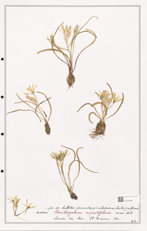 Ornithogalum augustifolium  (Liliaceae)