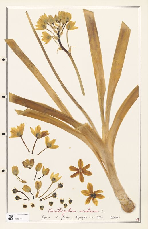 Ornithogalum arabicum  (Liliaceae)