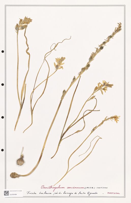 Ornithogalum concinnum  (Liliaceae)