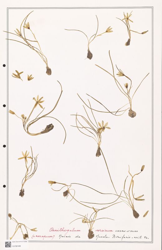 Ornithogalum corsicum  (Liliaceae)