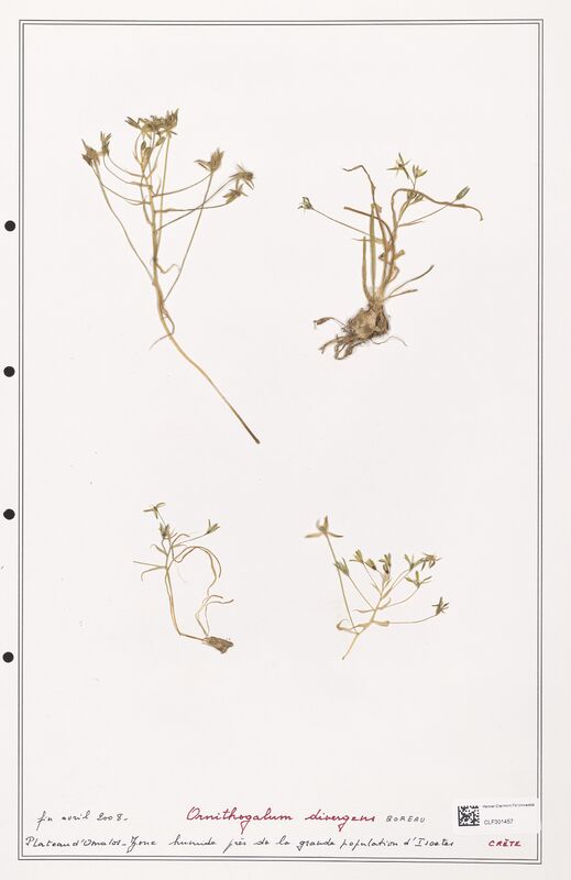 Ornithogalum divergens  (Liliaceae)