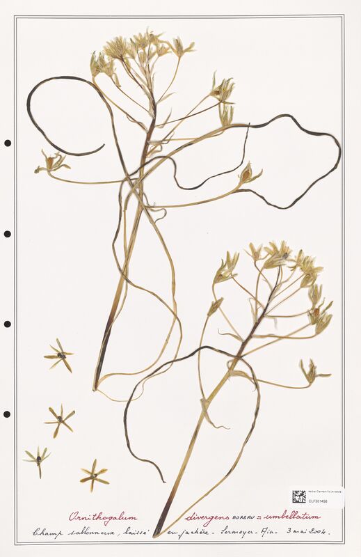 Ornithogalum divergens  (Liliaceae)