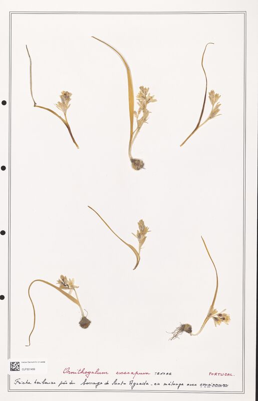 Ornithogalum exscapum  (Liliaceae)