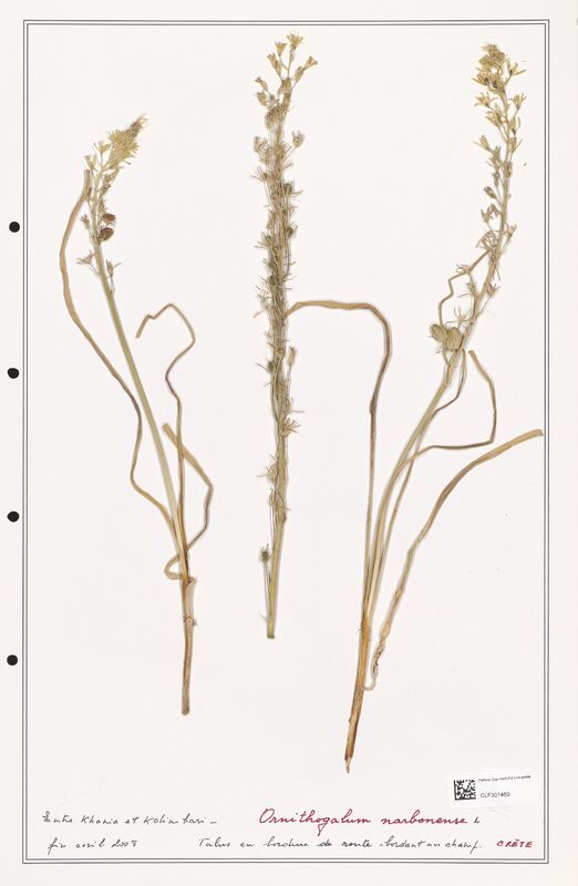 Ornithogalum narbonense  (Liliaceae)