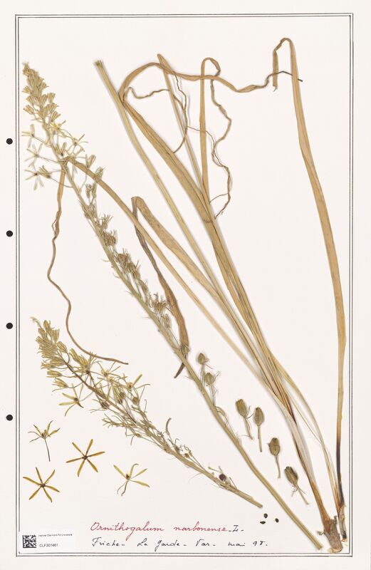 Ornithogalum narbonense  (Liliaceae)
