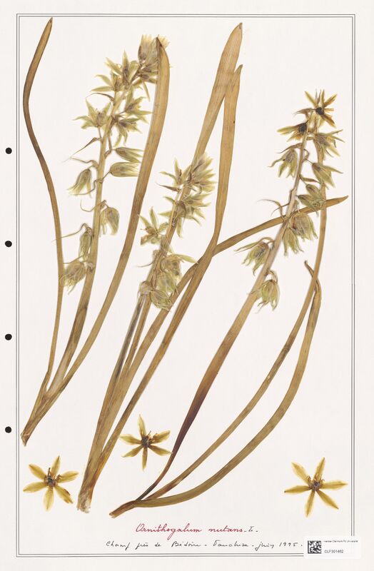 Ornithogalum nutans  (Liliaceae)