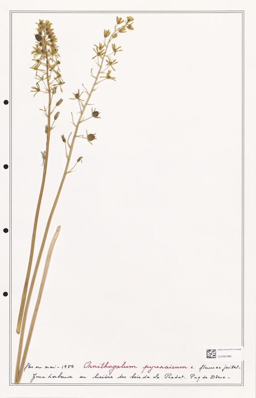 Ornithogalum pyrenaicum  (Liliaceae)