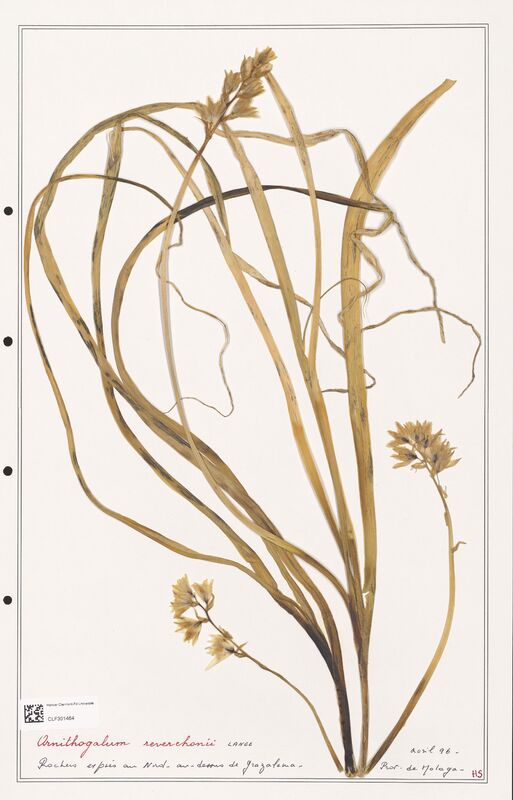 Ornithogalum reverchonii  (Liliaceae)