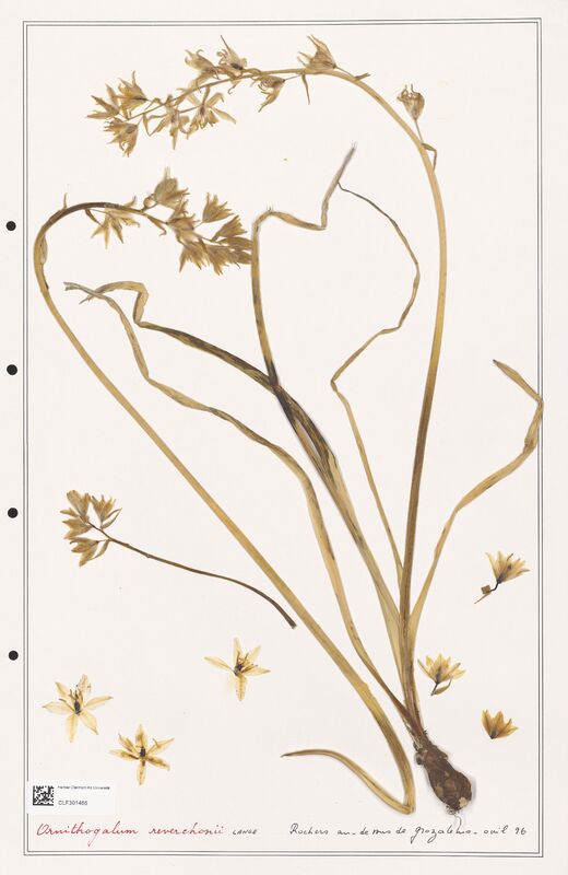 Ornithogalum reverchonii  (Liliaceae)