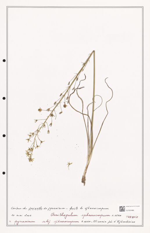 Ornithogalum sphaerocarpum  (Liliaceae)