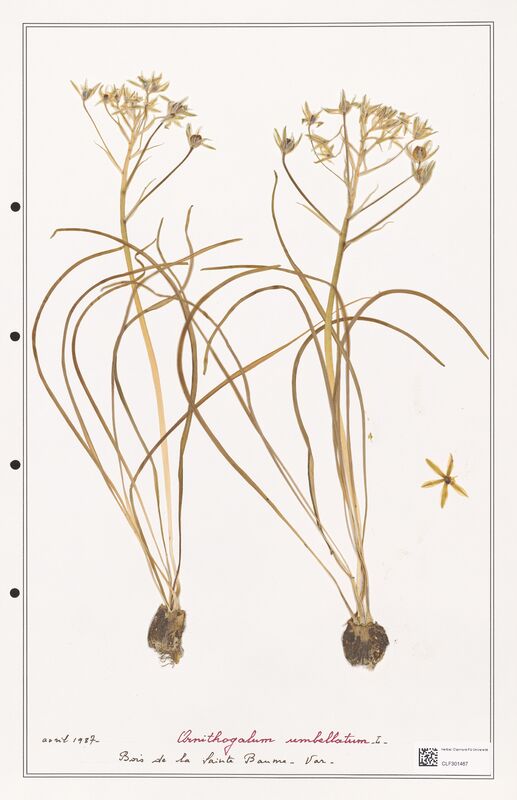 Ornithogalum umbellatum  (Liliaceae)