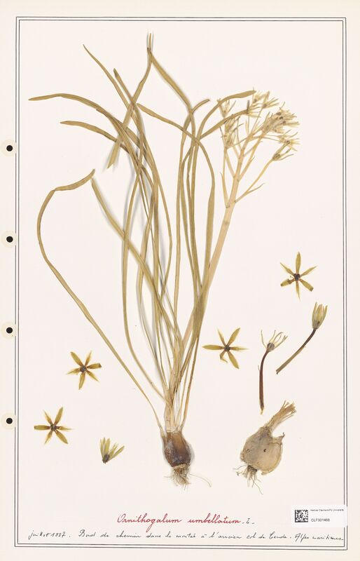 Ornithogalum umbellatum  (Liliaceae)