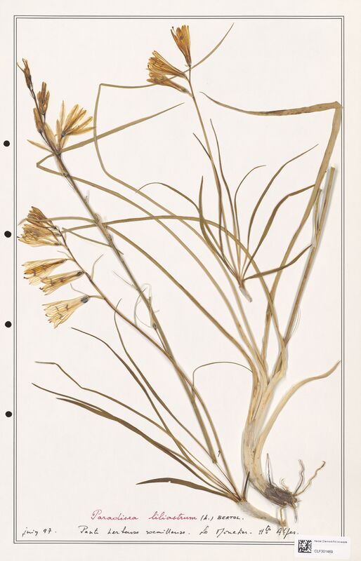 Paradisea liliastrum  (Liliaceae)