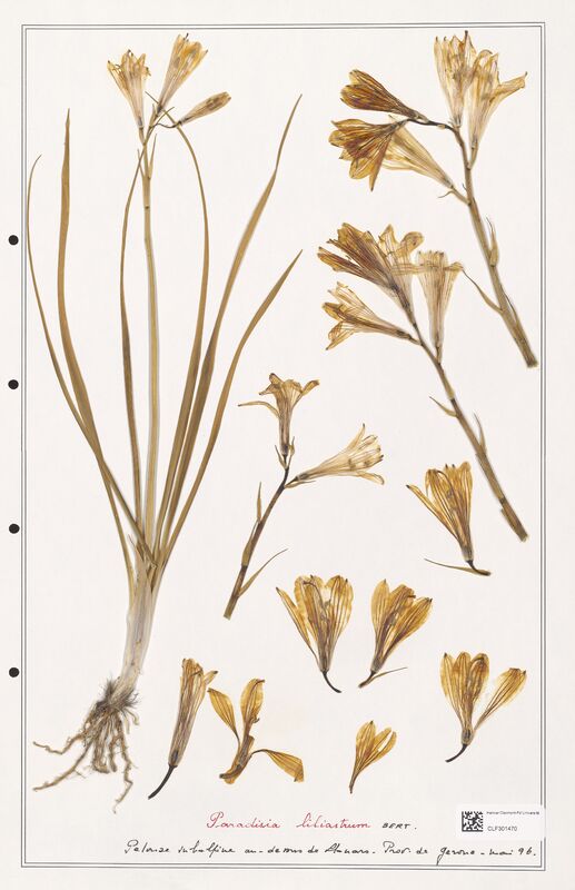 Paradisea liliastrum  (Liliaceae)