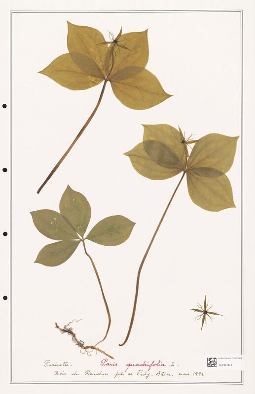 Paris quadrifolia  (Liliaceae)