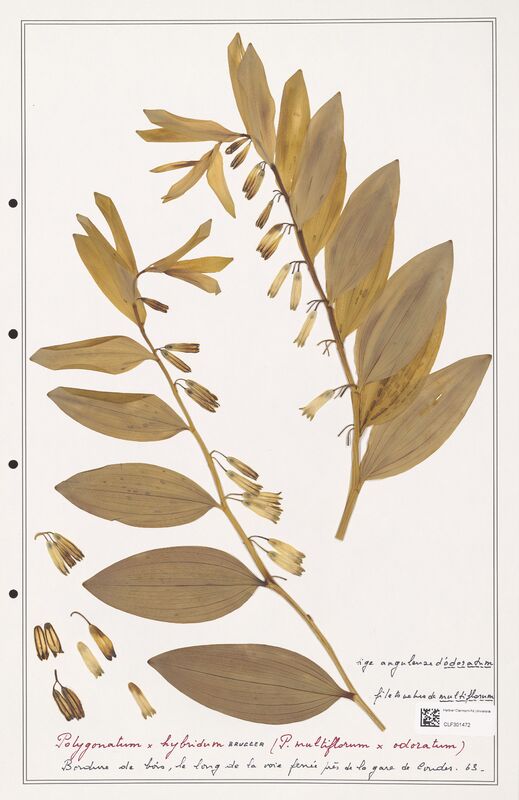 Polygonatum hybridum  (Liliaceae)