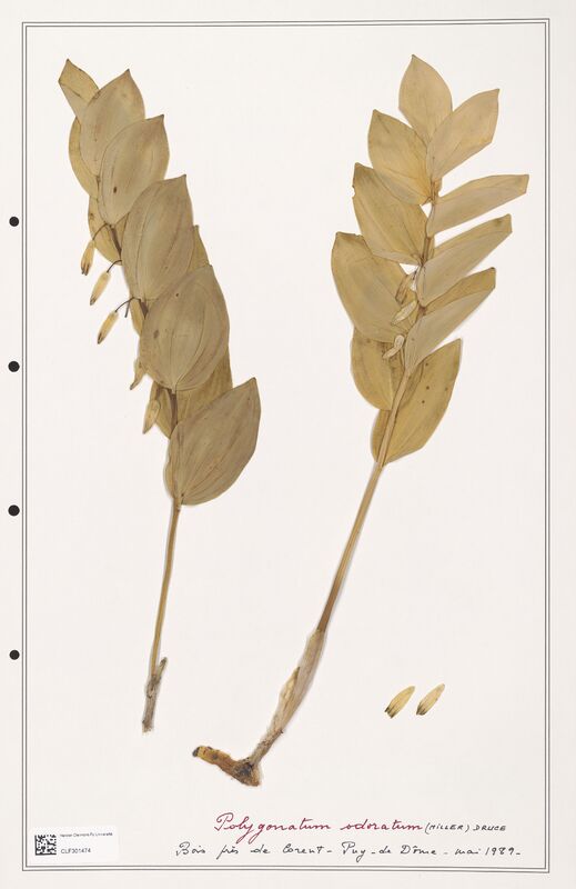 Polygonatum odoratum  (Liliaceae)