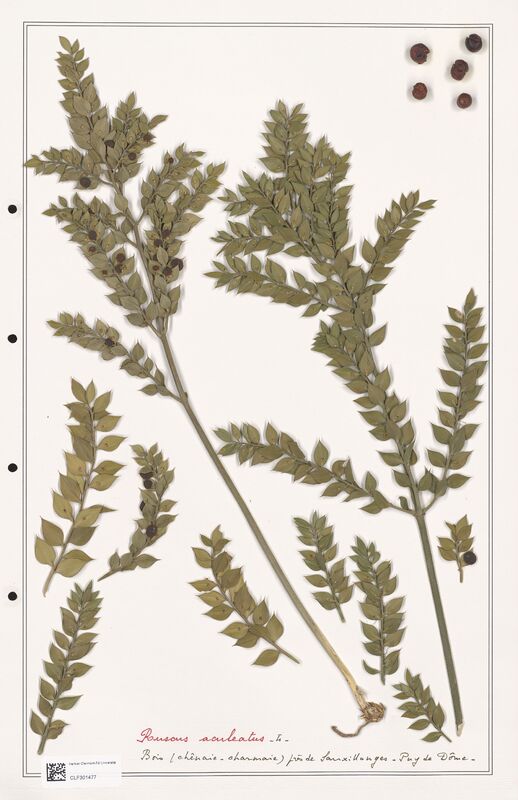 Ruscus aculeatus  (Liliaceae)