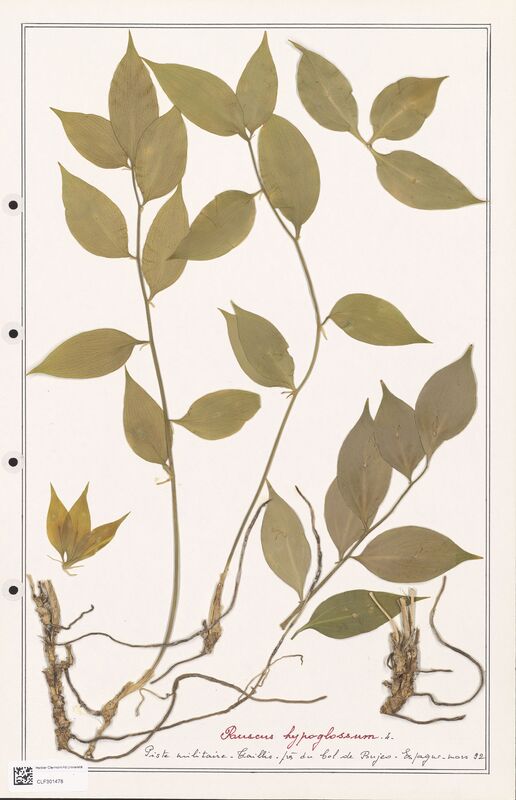 Ruscus hypoglossum  (Liliaceae)