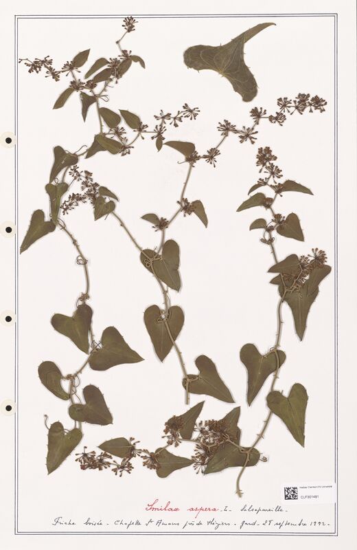Smilax asspera  (Liliaceae)