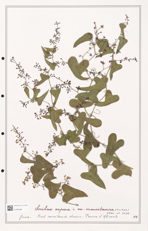 Smilax asspera  (Liliaceae)