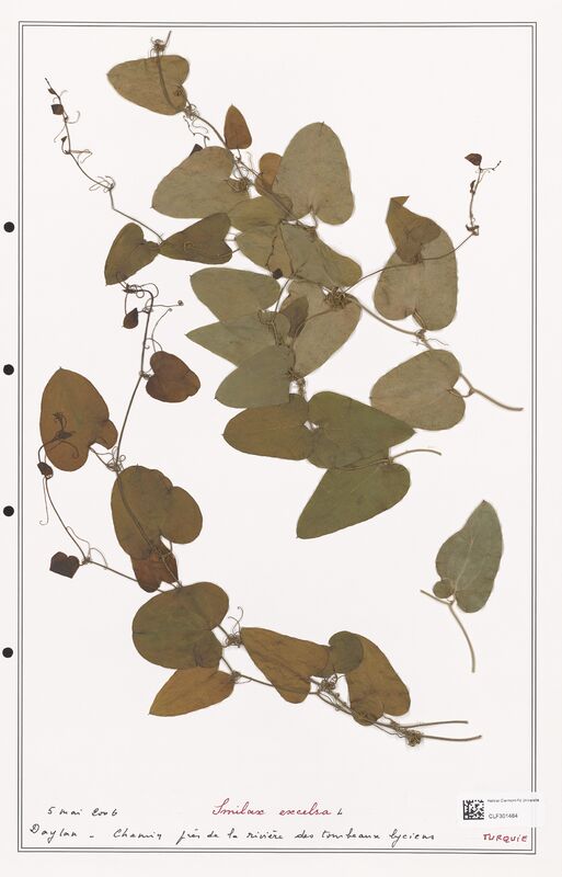 Smilax excelsa  (Liliaceae)