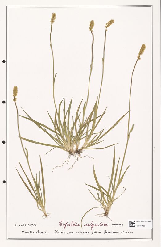 Tofieldia calyculata  (Liliaceae)
