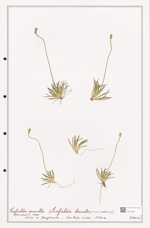 Tofieldia pusilla  (Liliaceae)