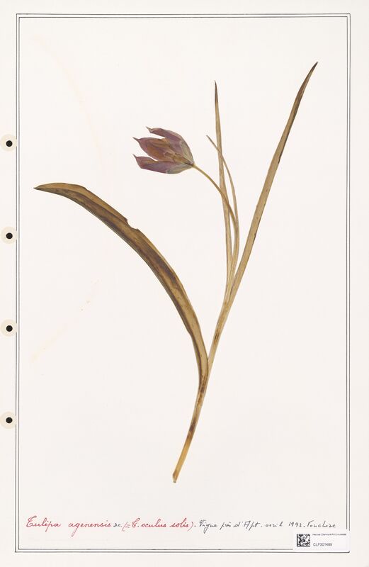 Tulipa agenensis  (Liliaceae)