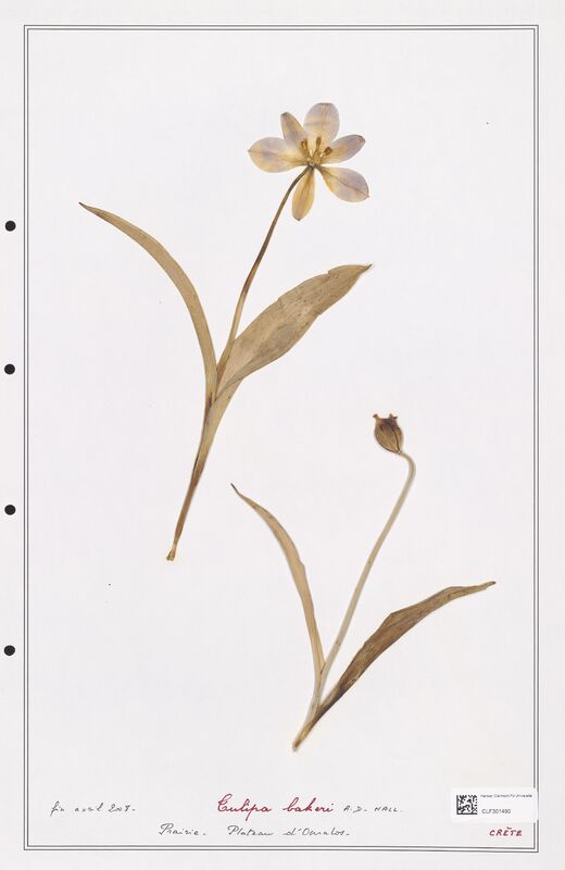 Tulipa bakeri  (Liliaceae)