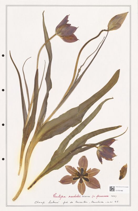 Tulipa raddii  (Liliaceae)