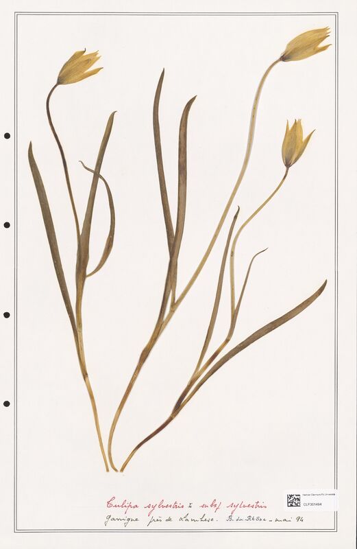 Tulipa sylvestris  (Liliaceae)