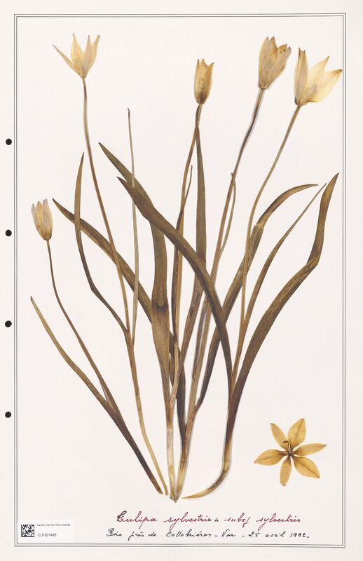 Tulipa sylvestris  (Liliaceae)