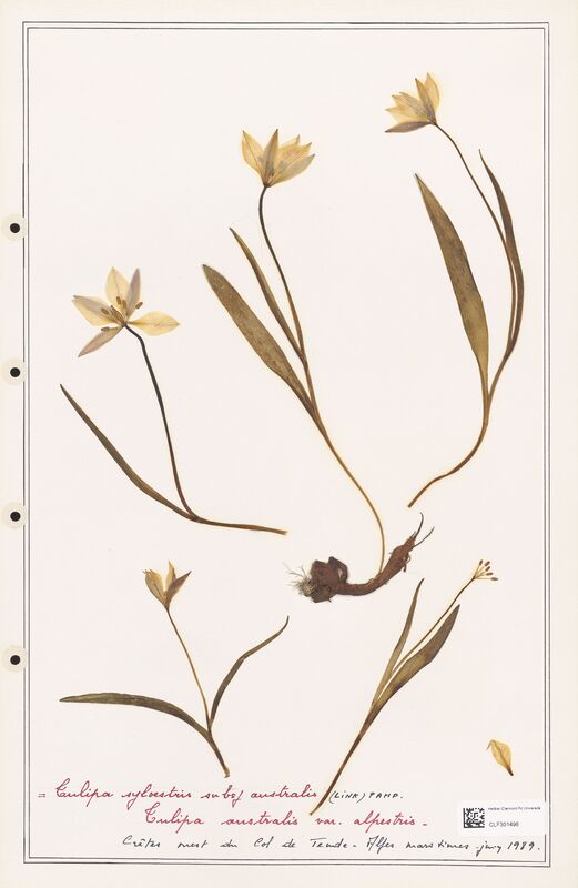 Tulipa sylvestris  (Liliaceae)