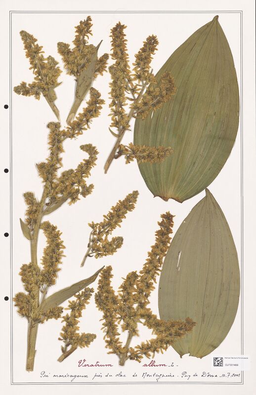 Veratum album  (Liliaceae)