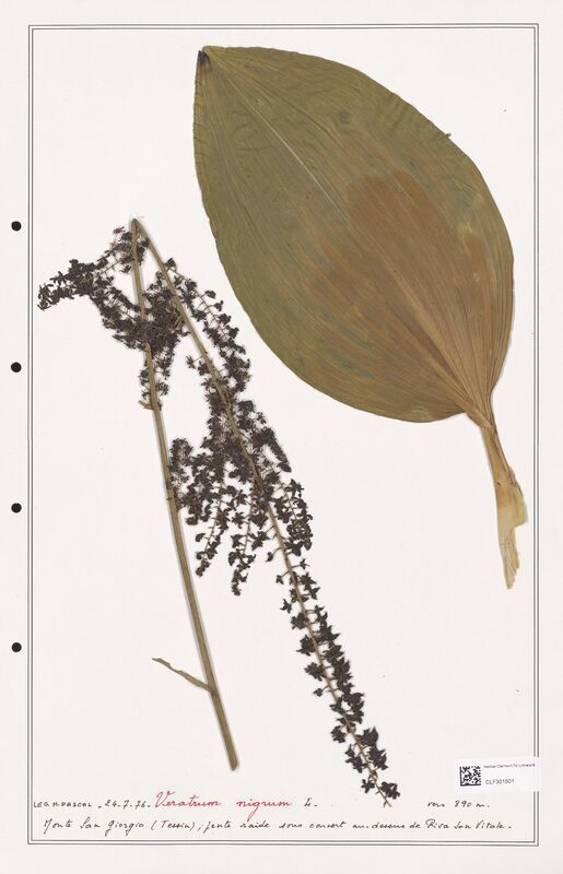 Veratum nigrum  (Liliaceae)