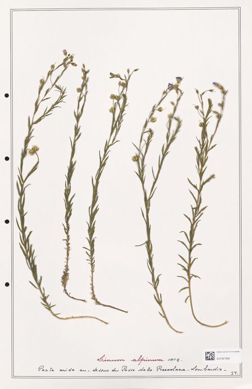 Linum alpinum  (Linaceae)