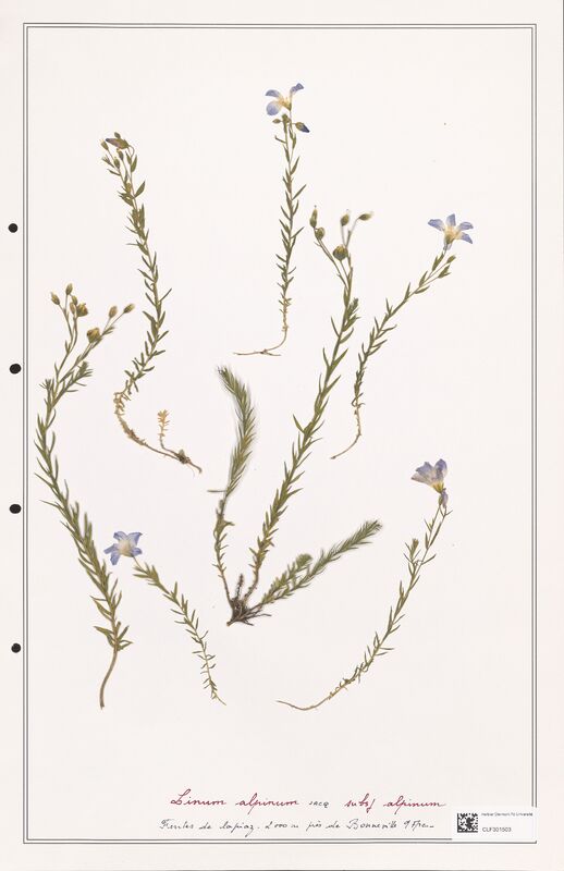 Linum alpinum  (Linaceae)