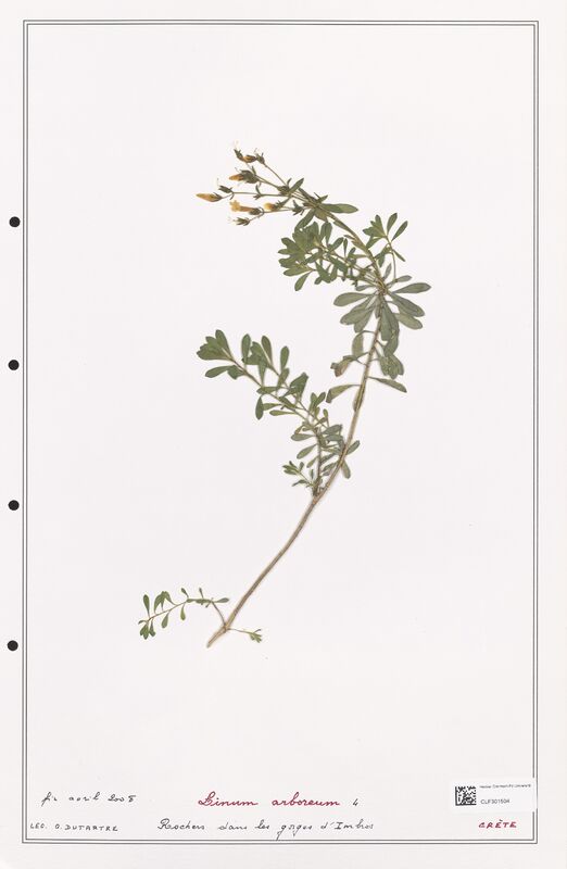 Linum arboreum  (Linaceae)