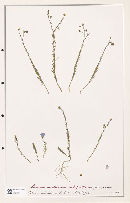 Linum austriacum  (Linaceae)