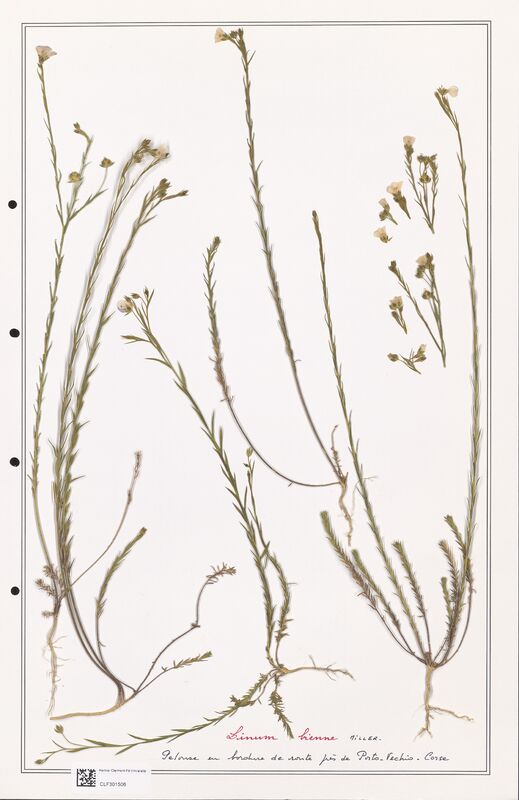 Linum bienne  (Linaceae)