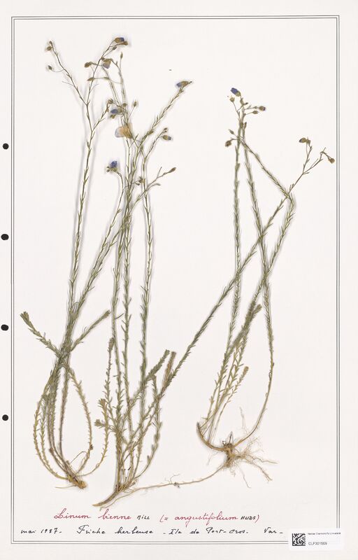 Linum bienne  (Linaceae)