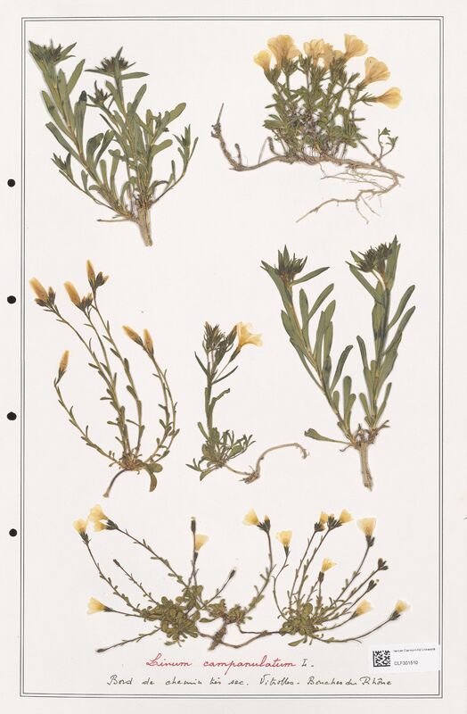 Linum campanulatum  (Linaceae)