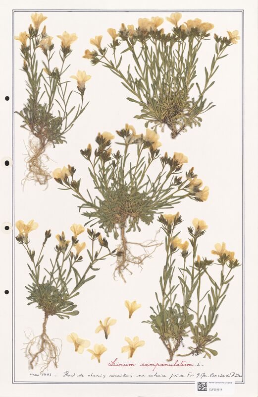 Linum campanulatum  (Linaceae)