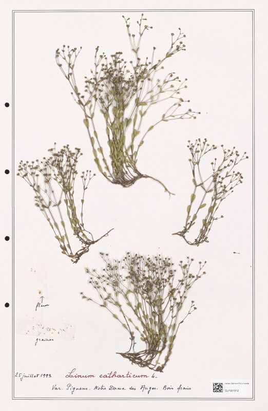 Linum catharticum  (Linaceae)